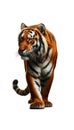A tiger Isolated on white background Royalty Free Stock Photo
