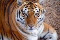 Tiger by itself in open field drinking water Royalty Free Stock Photo