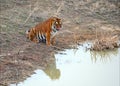 Tiger by itself in open field drinking water Royalty Free Stock Photo