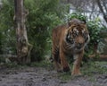 Tiger in jungle