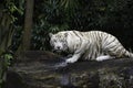 White Bengal tiger in a jungle Royalty Free Stock Photo