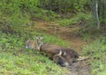 Tiger on a kill at Tadoba Tiger reserve Maharashtra,India Royalty Free Stock Photo