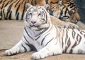 Tiger laid down looking at you Royalty Free Stock Photo