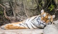 Tiger laid down looking at you Royalty Free Stock Photo