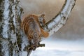 Tiger in the larch tree. Tiger in wild winter nature. Amur tiger running in the snow. Action wildlife scene, danger animal. Cold Royalty Free Stock Photo