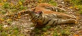 Tiger laying on back yawning wide open Royalty Free Stock Photo