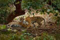 Tiger laying, cat greeting, green vegetation. Wild Asia. Couple of Indian tiger, male in left, female in right, first rain, wild a