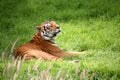 Tiger laying down Royalty Free Stock Photo