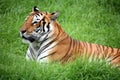 Tiger laying down Royalty Free Stock Photo