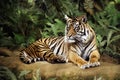 Tiger laying down looking camera left in a jungle setting Royalty Free Stock Photo