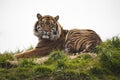 Tiger laying down resting Royalty Free Stock Photo