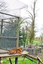 a tiger laying down in zoo or nature center