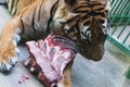 Tiger laying, eating meat and bones