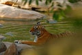 Tiger laying in forest water pond. Wild Asia. Indian tiger with first rain, wild animal in the nature habitat, Ranthambore, India.