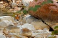 Tiger laying in forest water pond. Wild Asia. Indian tiger with first rain, wild animal in the nature habitat, Ranthambore, India.