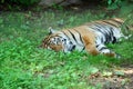 Tiger laying in the grass