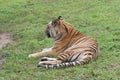 Tiger laying on the grass in Africa