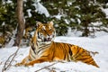 Tiger laying in the snow.