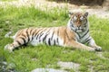 Tiger lying in grass looking at camera Royalty Free Stock Photo