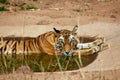 Tiger lazing in a water hole Royalty Free Stock Photo