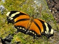 Tiger Leafwing butterfly Royalty Free Stock Photo