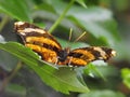 Tiger Leafwing butterfly Royalty Free Stock Photo