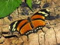 Tiger Leafwing butterfly Royalty Free Stock Photo