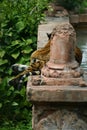 Tiger on ledge by water