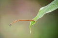 Tiger Leech close up Royalty Free Stock Photo