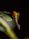 Tiger Leech Haemadipsa Picta