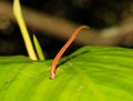 Tiger Leech on a leaf Royalty Free Stock Photo