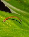 Tiger Leech on a leaf Royalty Free Stock Photo