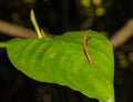 Tiger Leech on a leaf Royalty Free Stock Photo
