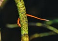 Tiger Leech on a tree in the jungle