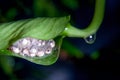 Tiger leg monkey tree frog eggs