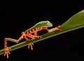 Tiger leg monkey tree frog, Phyllomadusa tomopterna