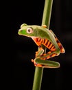 Tiger leg monkey tree frog Phyllomadusa tomopterna Royalty Free Stock Photo