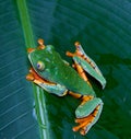 Tiger legged monkey tree frog Royalty Free Stock Photo