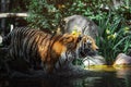 Tiger at Leipzig Zoo walking out of the shadow into the water, with some sunlight falling on his back Royalty Free Stock Photo