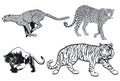Tiger Leopard Panter Cheetah, isolated on white background. illustration Royalty Free Stock Photo