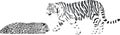 Tiger and leopard Royalty Free Stock Photo