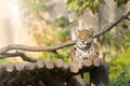 Tiger leopard on wood resting in the zoo. Royalty Free Stock Photo