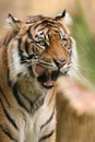 Tiger licious Royalty Free Stock Photo