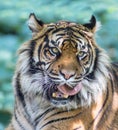 Tiger licking Royalty Free Stock Photo