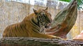 A tiger lies on a stone resting near a rock