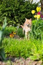 Tiger like cat, in the flowers garden Royalty Free Stock Photo