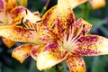 Tiger lilies Royalty Free Stock Photo