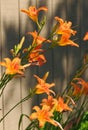 Tiger lilies Royalty Free Stock Photo