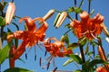 Tiger lilies Royalty Free Stock Photo