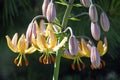 Tiger lilies - buds and opened petals. Flowers in the garden Royalty Free Stock Photo